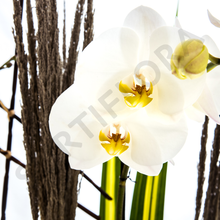 Cargar imagen en el visor de la galería, Dúo Fascinante