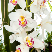 Cargar imagen en el visor de la galería, Cariño Eterno