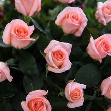 Cargar imagen en el visor de la galería, Sueño de Amor