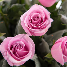 Cargar imagen en el visor de la galería, Caricia