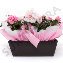 Cargar imagen en el visor de la galería, Conjunto de Azaleas