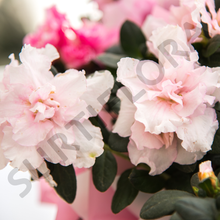 Cargar imagen en el visor de la galería, Conjunto de Azaleas