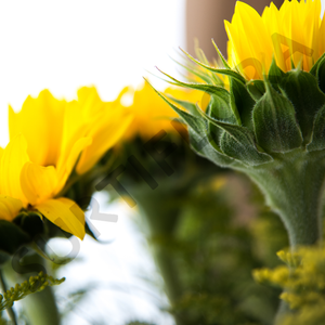 Sombrilla de Girasoles